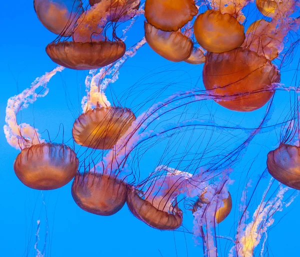 Jelly fish in the blue ocean — Stock Photo, Image