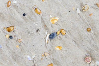 kumlu sahilde güzel kabukları