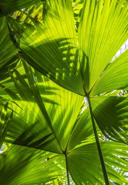 Güneşin altında güzel palmiye yaprakları