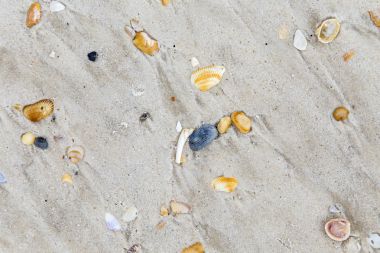 kumlu sahilde güzel kabukları