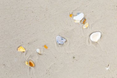 kumlu sahilde güzel kabukları