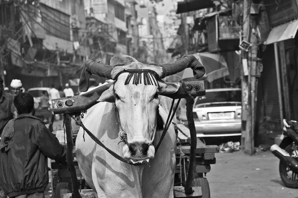 Ochsenkarrentransport am frühen Morgen in Delhi, Indien — Stockfoto