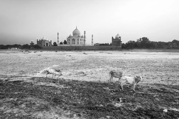 Taj mahal-yamuna folyó-naplemente — Stock Fotó