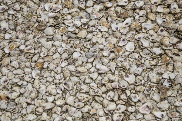 Background of many old shells — Stock Photo, Image