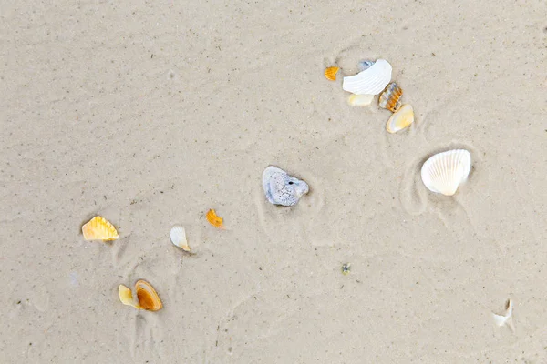 Beaux coquillages à la plage de sable fin — Photo