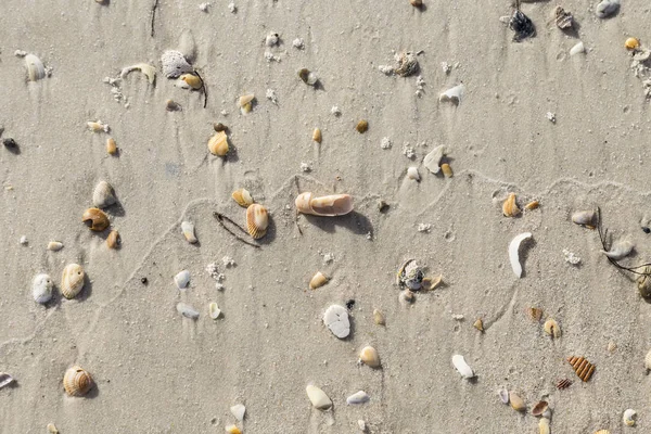 Beaux coquillages à la plage de sable fin — Photo
