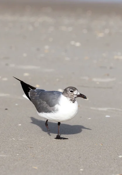 Чайка с потерянными ногами на пляже — стоковое фото
