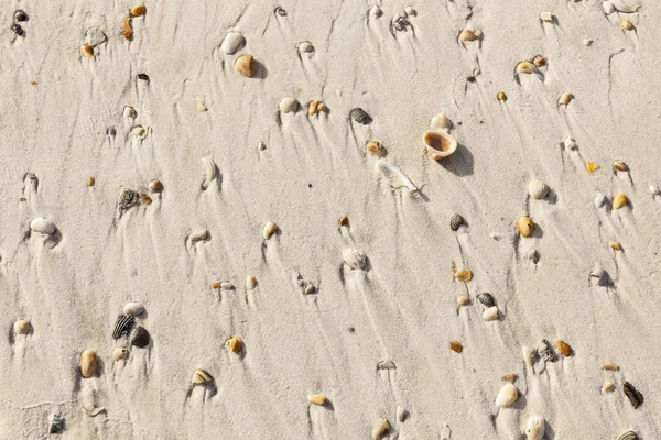 Beautiful shells at the sandy beach — Stock Photo, Image