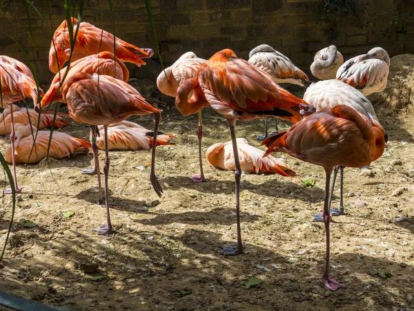 Flamingo's in de dierentuin — Stockfoto