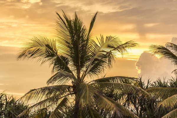 Scenic sun set with palm trees — Stock Photo, Image