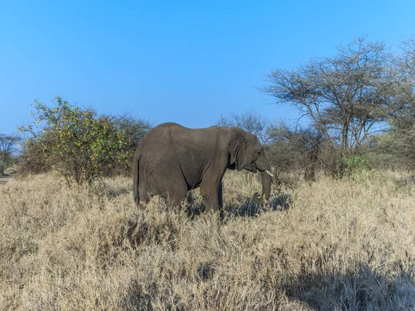 Elefante en el parque nacional del serengeti — Foto de Stock