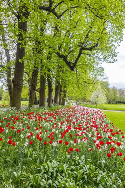 Tulipanes en el parque — Foto de Stock
