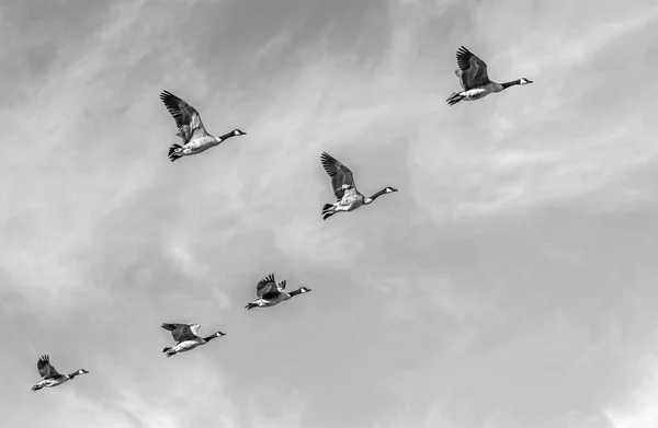 Swarm of goose flying — Stock Photo, Image