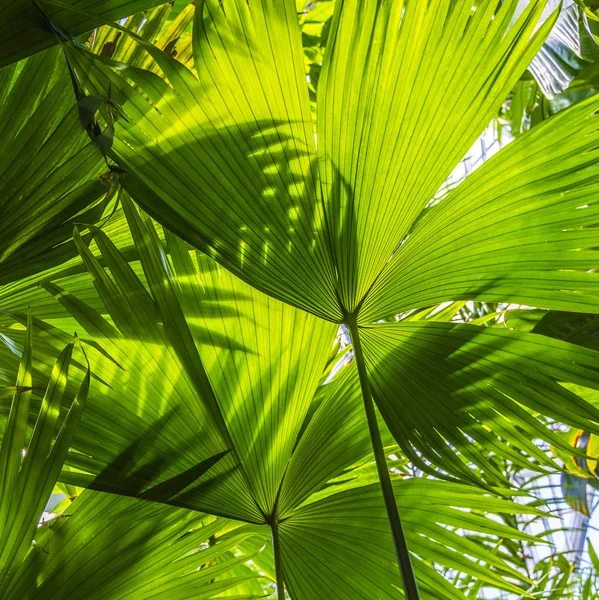 Mooie palmbladeren van boom in zonlicht — Stockfoto