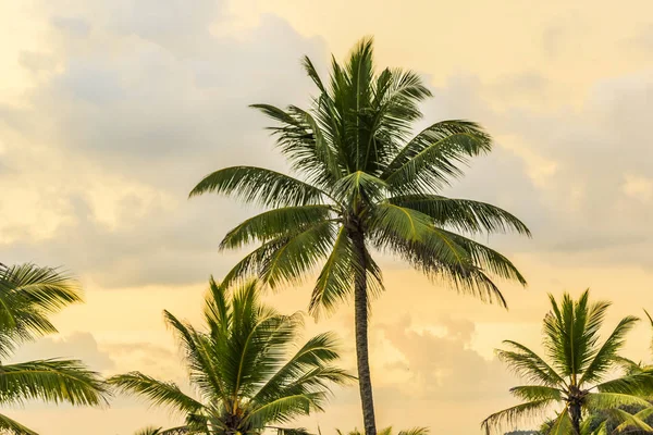 Scenic sun set with palm trees — Stock Photo, Image