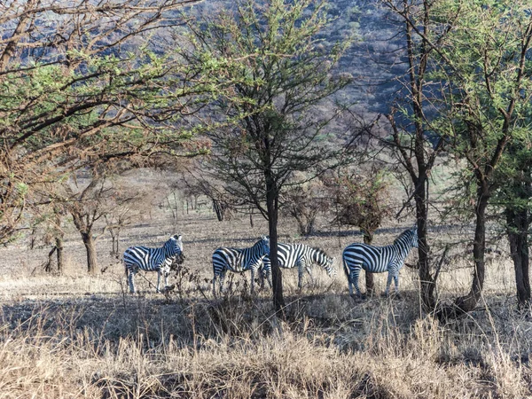 Zebre nel parco nazionale del Serengeti — Foto Stock