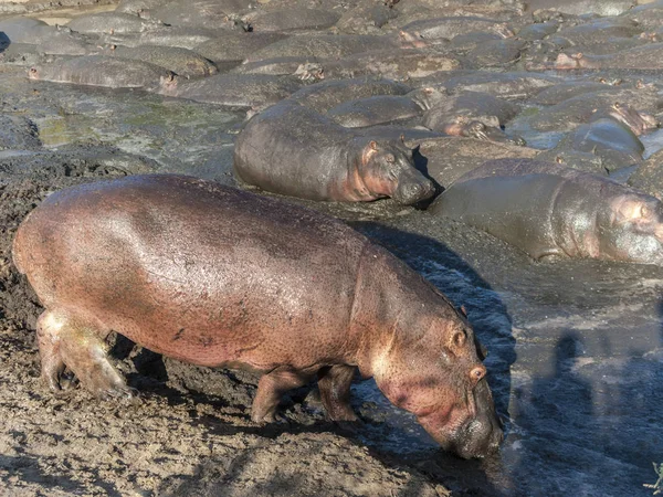 Hipopótamos relajarse en un agujero de agua en el serengeti —  Fotos de Stock