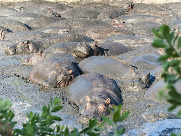 Flusspferde entspannen sich an einem Wasserloch in der Serengeti — Stockfoto