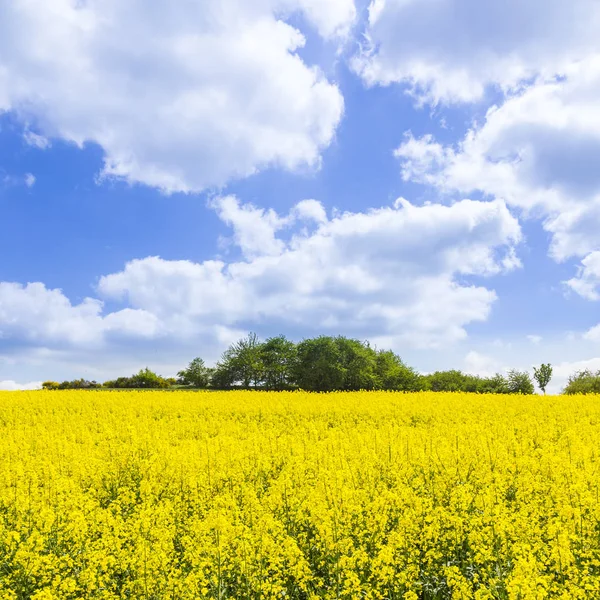 Spring countryside of yellow rapeseed fields in bloom — Stock Photo, Image