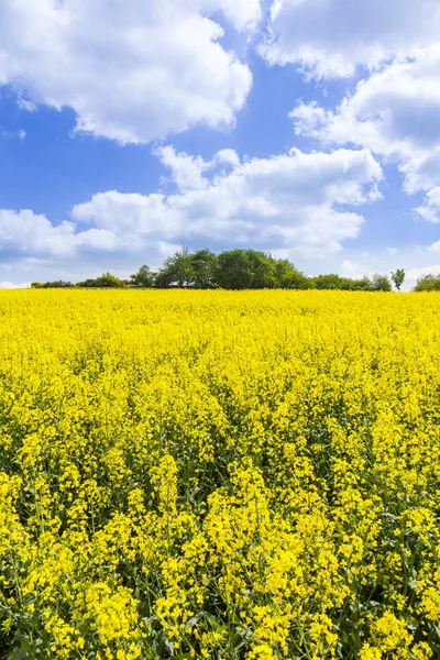 Spring countryside of yellow rapeseed fields in bloom — Stock Photo, Image