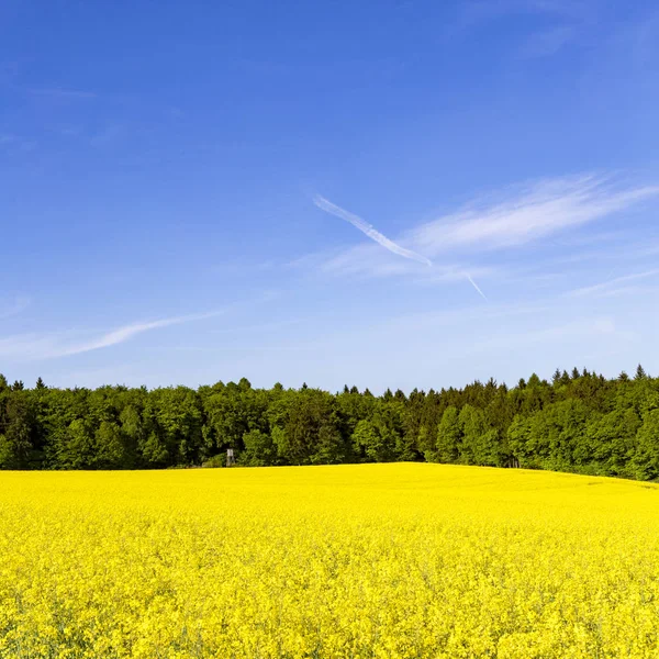 Campo de primavera de campos de colza amarilla en flor —  Fotos de Stock