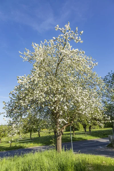 White blooming apple tree — Stock Photo, Image