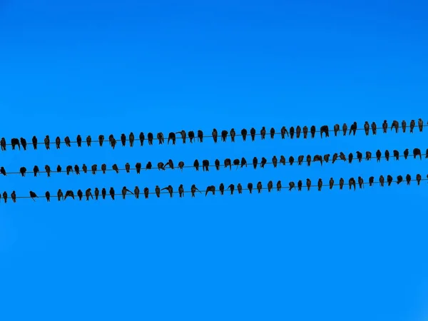 Многие голуби на электрической проволоке — стоковое фото