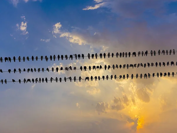 Many pigeons on an electric wiress — Stock Photo, Image