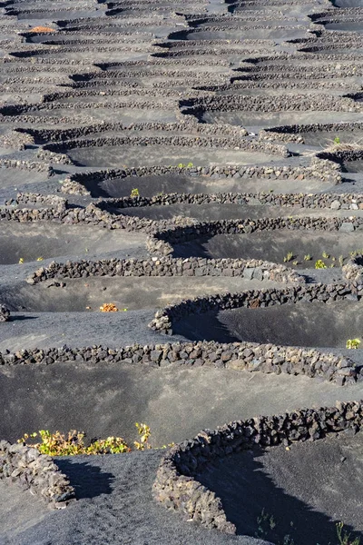 Vineyards in la Geria — Stock Photo, Image