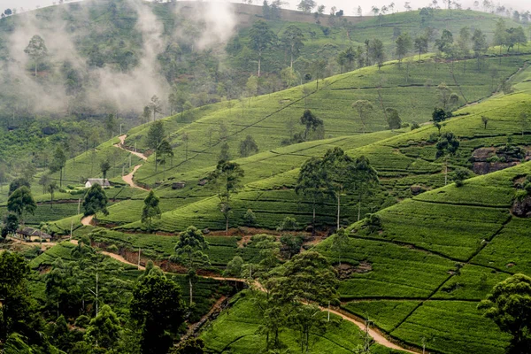 Groene thee plantage in Nuwara Eliya, Sri Lanka in het Hoogland — Stockfoto