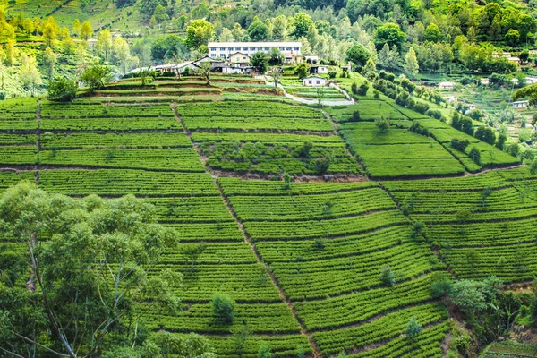 Green tea plantation in Sri Lanka — Stock Photo, Image