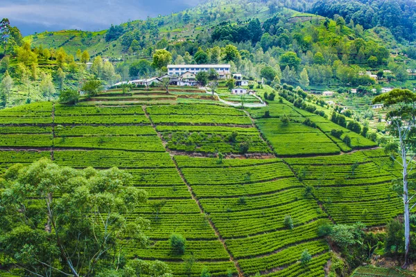 Green tea plantation in Sri Lanka — Stock Photo, Image