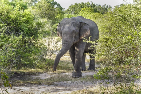 Elephant in wilderness — Stock Photo, Image