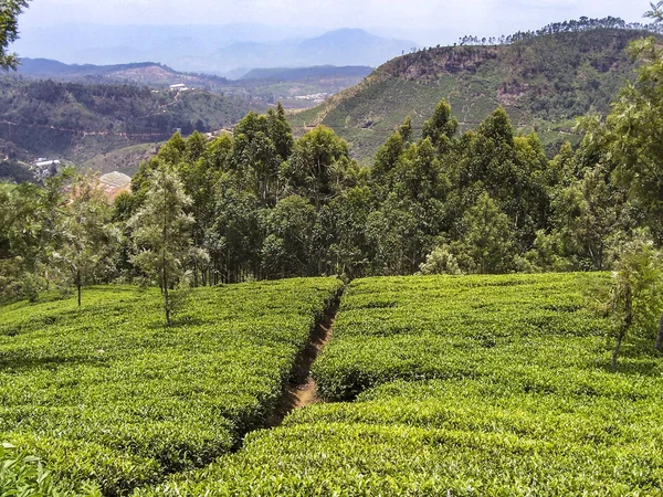 Tea plantations in the high area in the mountains near Nuwara El — Stock Photo, Image