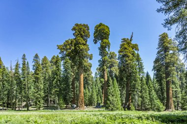 uzun ve büyük SEQUOIAS sequoia national Park