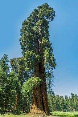 Ormanda sequoia ağacı