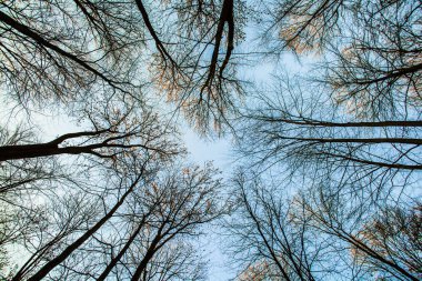 Mavi gökyüzü ile ağacın taç