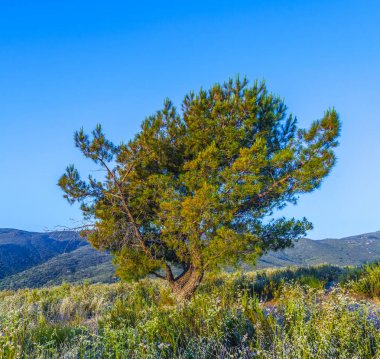 Günbatımında yalnız ağaç