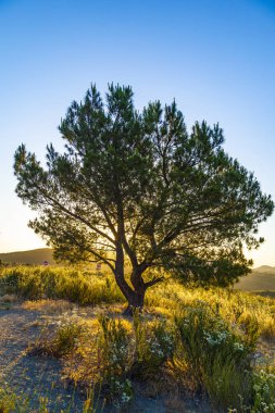 Günbatımında yalnız ağaç