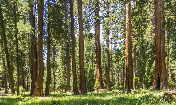 Sequoie alte e grandi nel parco nazionale della sequoia — Foto Stock