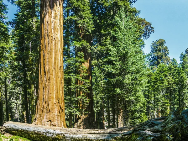 Sequoia árvores na floresta — Fotografia de Stock