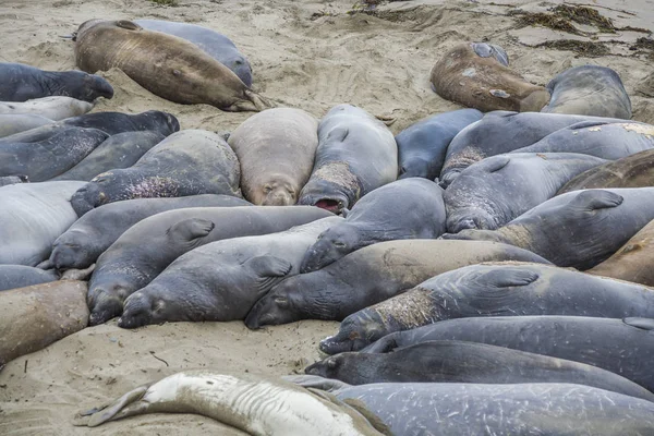 睡在沙滩上的 sealions — 图库照片