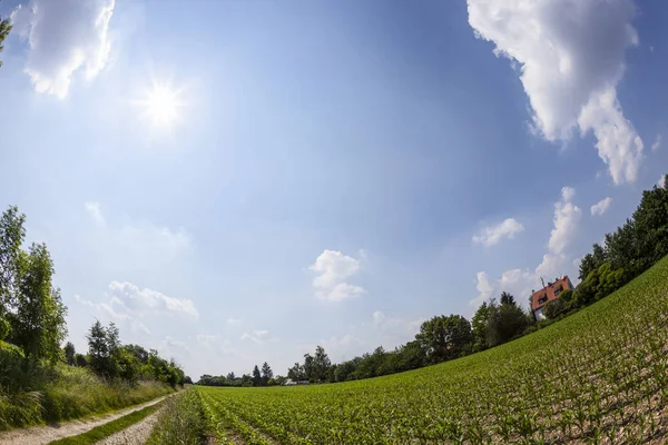 Сельский пейзаж с полем и голубым небом — стоковое фото