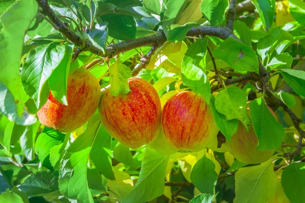 Ripe apples at the tree — Stock Photo, Image