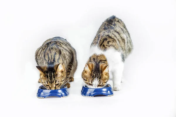 Gatos comendo na tigela de comida — Fotografia de Stock