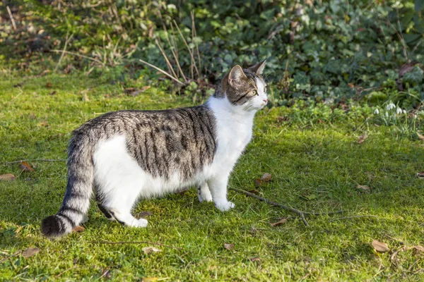 Lindo gato disfruta del jardín — Foto de Stock