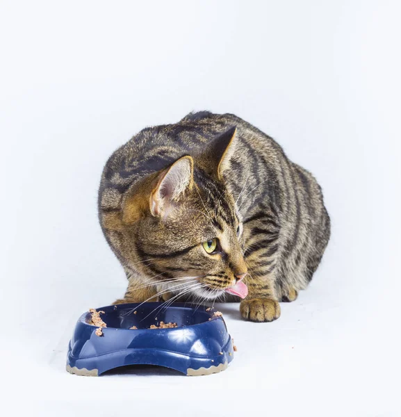 Gato comendo da tigela de comida — Fotografia de Stock