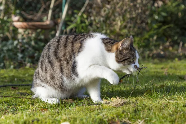 Симпатичная кошка наслаждается садом — стоковое фото