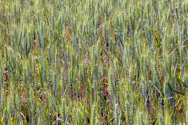 Campo de milho verde — Fotografia de Stock