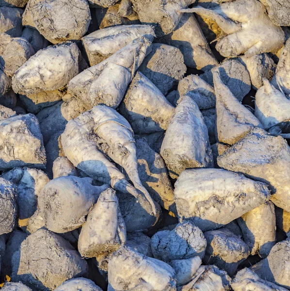 Detail of sugar beets on a farm — Stock Photo, Image
